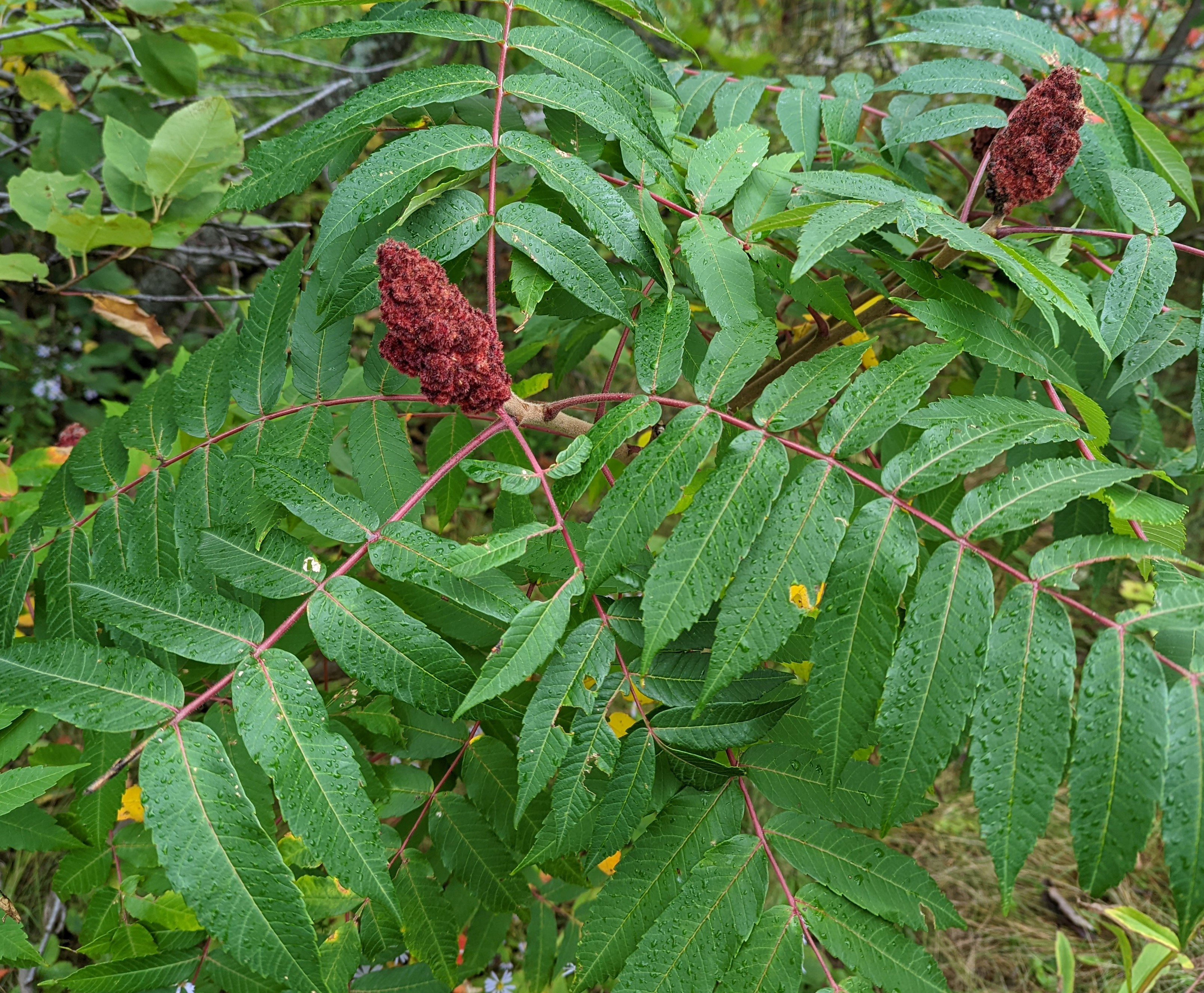 Sumac leaves.